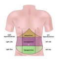 zones of the abdomen highlighted on the model.